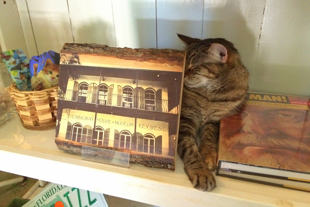 Das Haus von Hemingway ist heute von den Nachfahren seiner Katzen bewohnt.