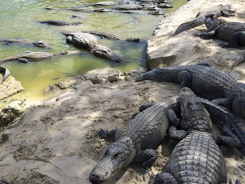 Alligatoren im Alligator Park Everglades