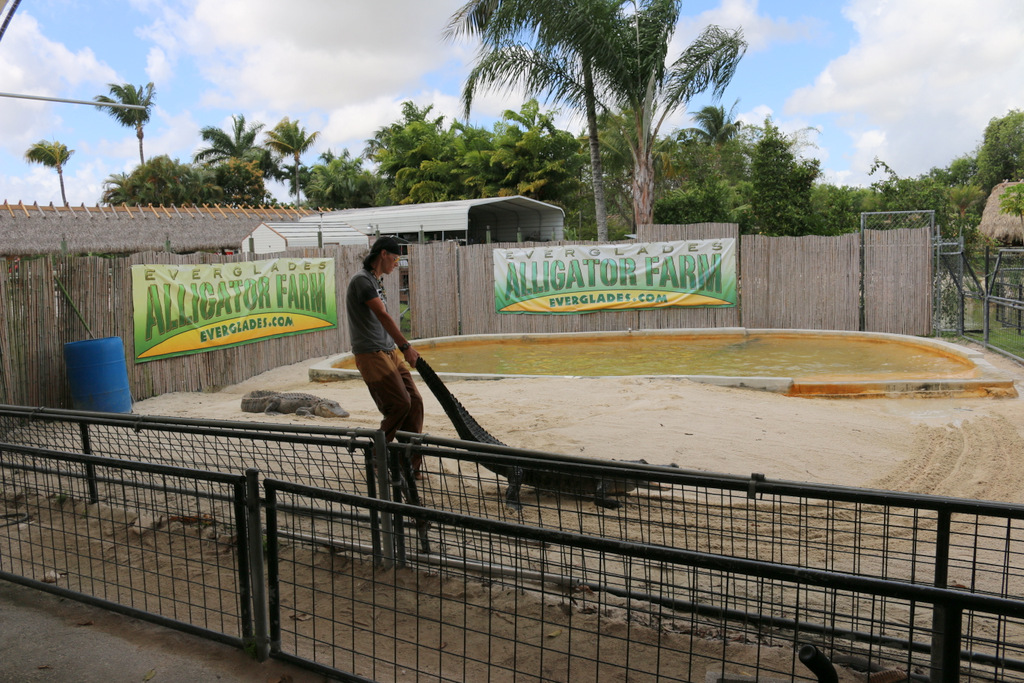 Bei der Show der Alligator Farm werden die Alligatoren am Schwanz aus dem Wasser gezogen. Ich finde das nicht artgerecht.