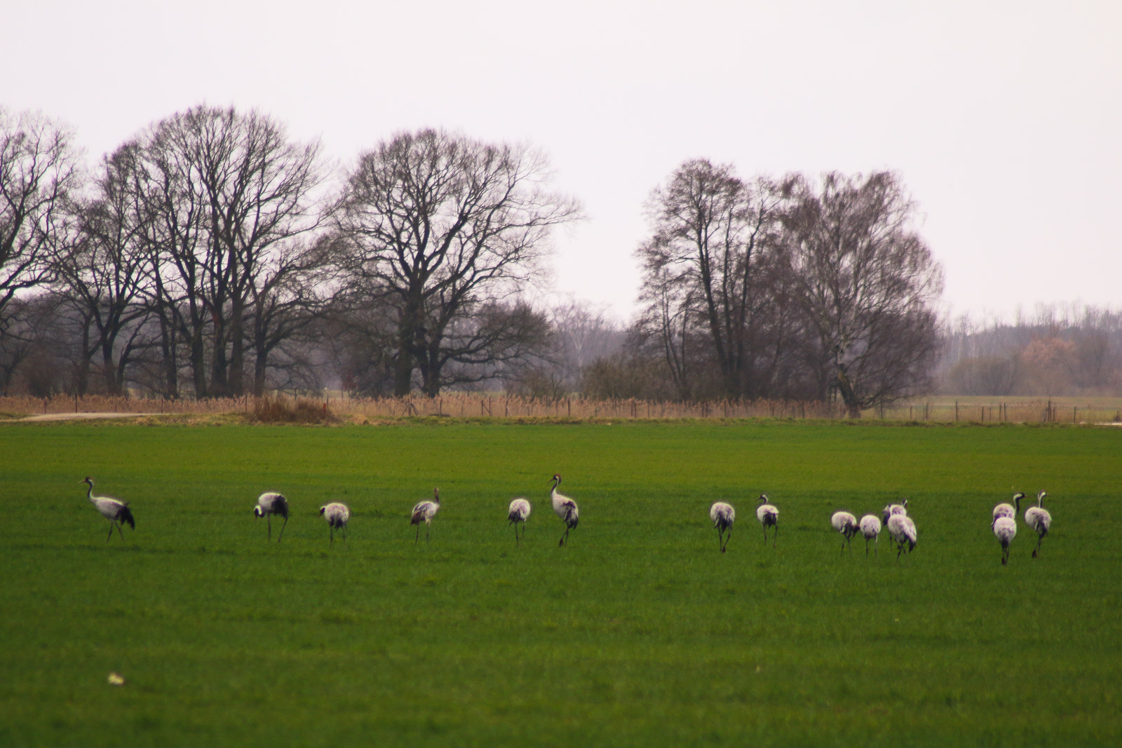 Die flachen Felder in Brandenburg finden auch die Vögel geil.