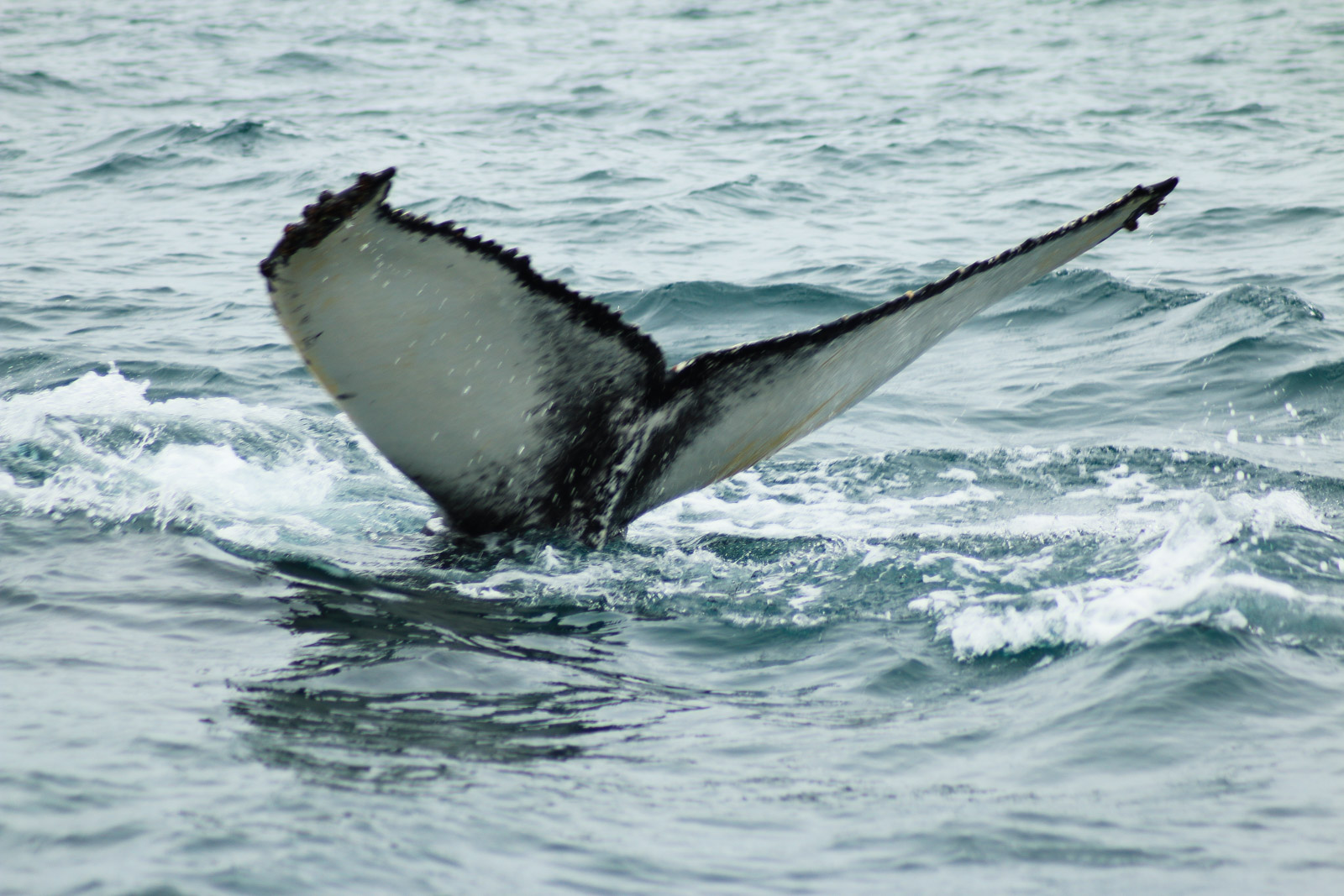 Die Fluke des Buckelwals zeichnet jedes Tier aus. Anhand ihrer kann man die Tiere einzeln identifizieren.