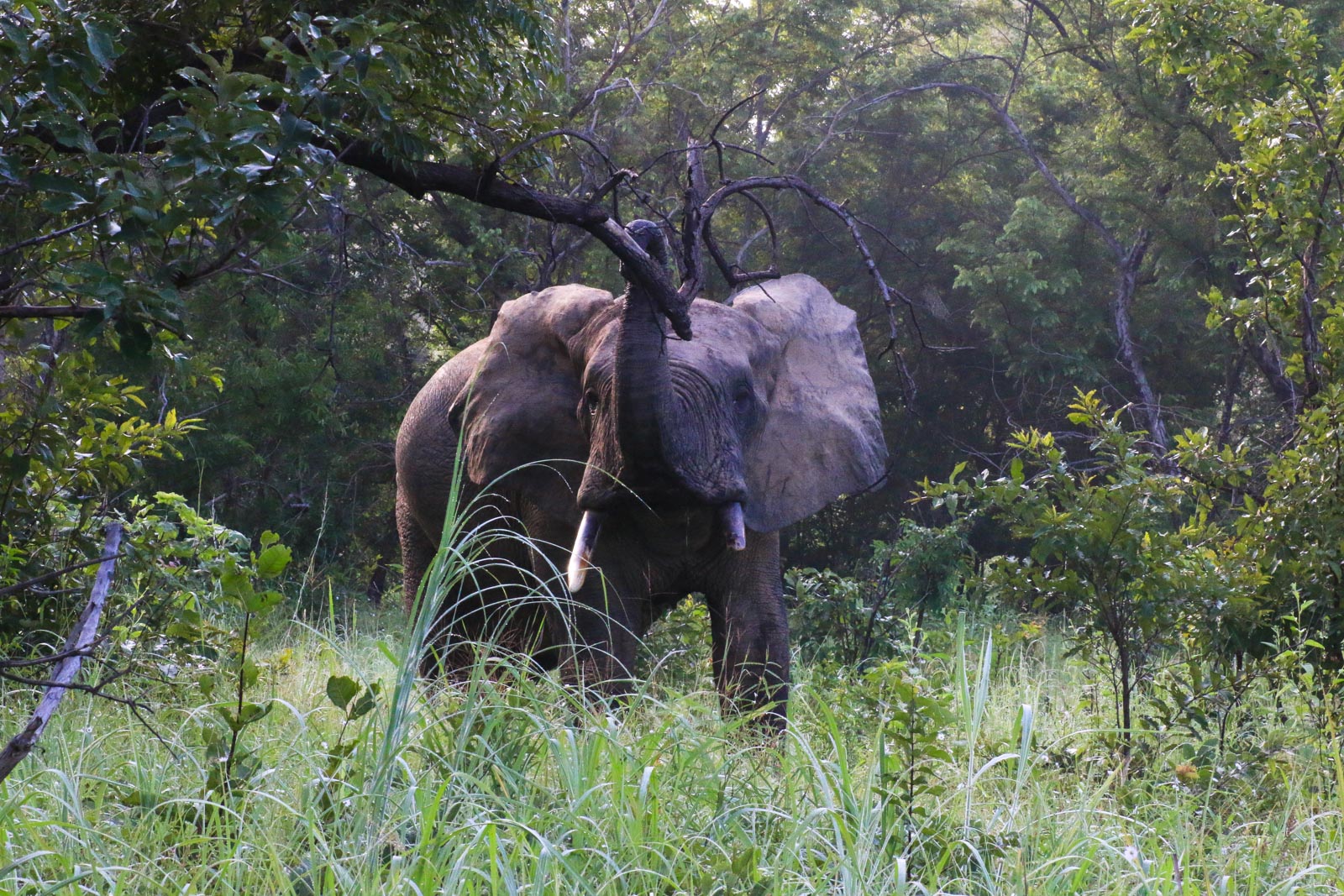 Ein Elefant beim Fressen im Mole National Park.