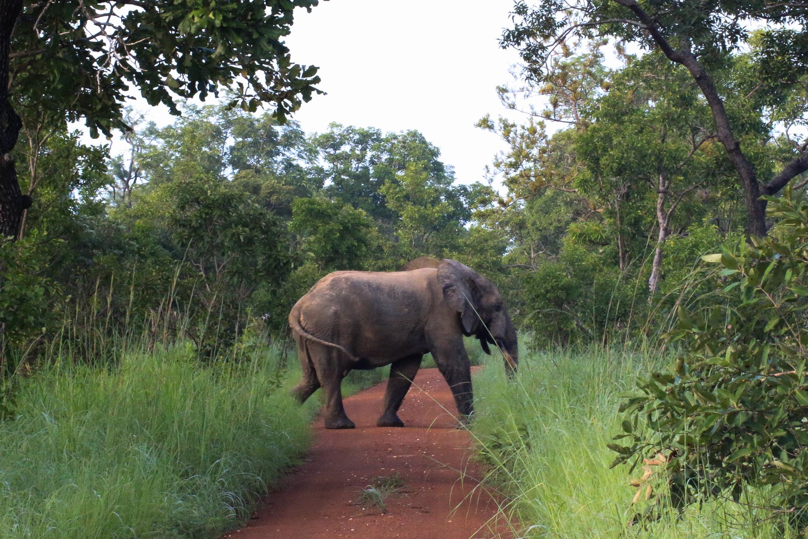 Elefanten sind zwar die größten Tiere im Mole National Park aber bei weitem nicht die einzigen. 