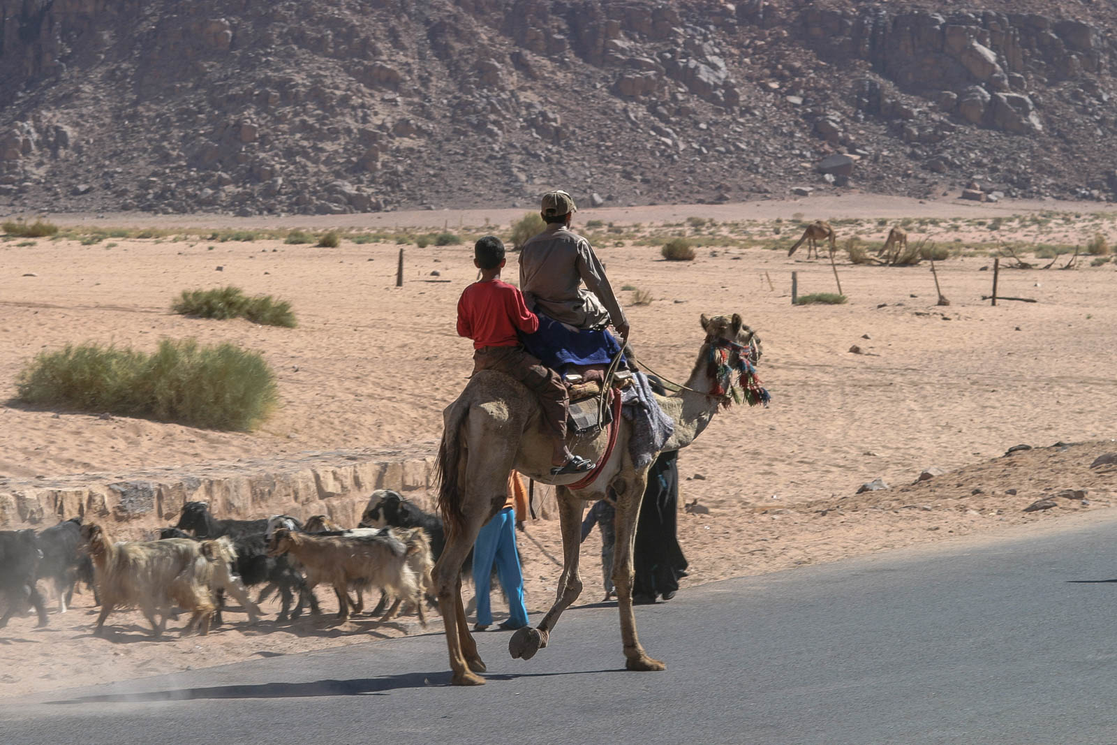 Neben der Jeep Tour durch das Wadi Rum gibt es auch Touren mit dem Kamel. 