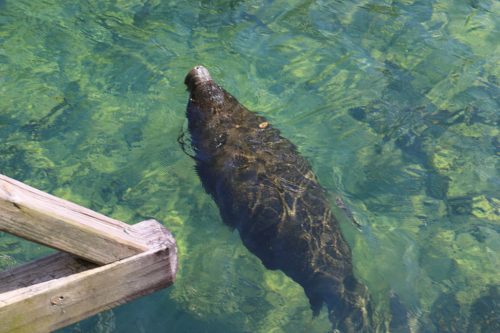 Seekuh Homosassa Springs