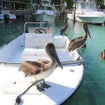 Pelikane Tarpune Tarppon Feeding Islamorada