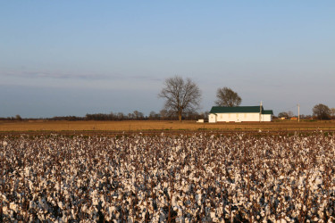 Baumwolle Mississippi Clarksdale Cotton